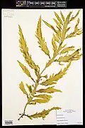 Collected and pressed sample