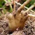 The tubers are split into several tubercles, hence the name Dactylorhiza.