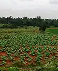 Dadada village