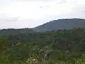 Forest and hill