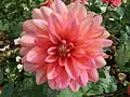 'Berliner Kleene' (Decorative)