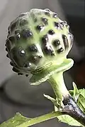 Datura metel 'Fastuosa' - tuberculate fruit nearing maturity