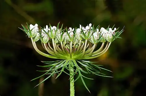 Compound umbel of a wild carrot, Daucus carota (Apiaceae)