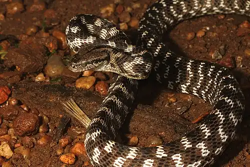Lateral view
