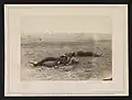 Confederate Dead Antietam Maryland 1862 incorrectly identified and sold as taken near "Burnsides Bridge";[20]