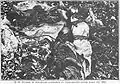 Dead Bulgarian infants in the Armaganska Valley, 1913