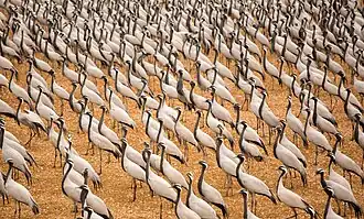 Demoiselle cranes in Khichan near Bikaner