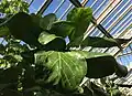 Crown of large, edible, cabbage-like leaves that earned the species the common name of cabbage tree (Temperate House, Kew Gardens)