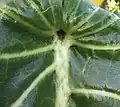 Upper surface of leaf at junction of petiole and lamina, showing palmate venation