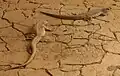 Desert iguanas in their habitat at the Buffalo Zoo.