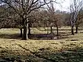 Knettishall Heath