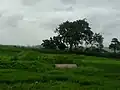 Scenery of Dhakti Jui