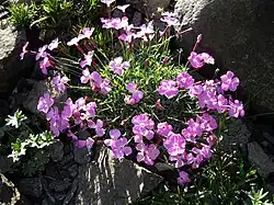 Cheddar pink