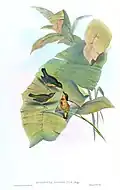 Lithograph by John Gould in the Birds of Asia (1850–83), volume 6, plate 14. T. C. Jerdon noted that he had in his Birds of India, "... omitted to mention the black streak extending along the middle of the abdomen from the termination of the scarlet breast-spot...."[19]