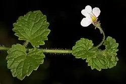 Diclis reptans