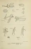 Botanical illustration of Hymenorchis javanica