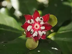 Dehisced fruit with seeds