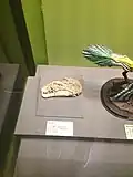A Dilong skull, TNP 01109, in the bird gallery.