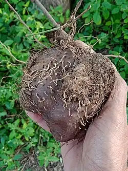 Corm (tuber)