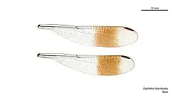 Male wings