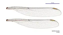 Female wings