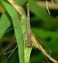 Female
