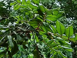 Foliage