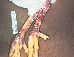Hemorrhaging of the skin and legs is just one of the signs birds might exhibit when infected with the highly pathogenic avian influenza (HPAI) virus. USDA photo.