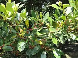 Flowers with leaves