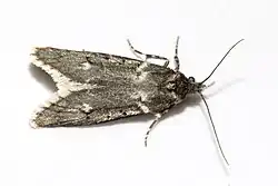 Diurnea fagella