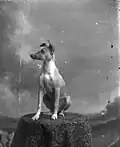 Dog posed on table