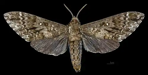 Female dorsal