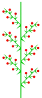 Homeothetic compound raceme