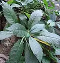 Leaves.