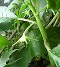 Stem and flower structure .