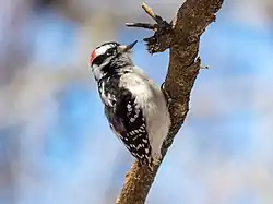 Male in New York City