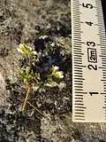 Draba nivalis