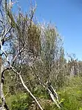 Dracophyllum lessonianum in Awaiti, Waikato Region