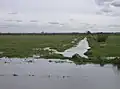 Ouse Washes