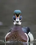 A frontal view of a drake