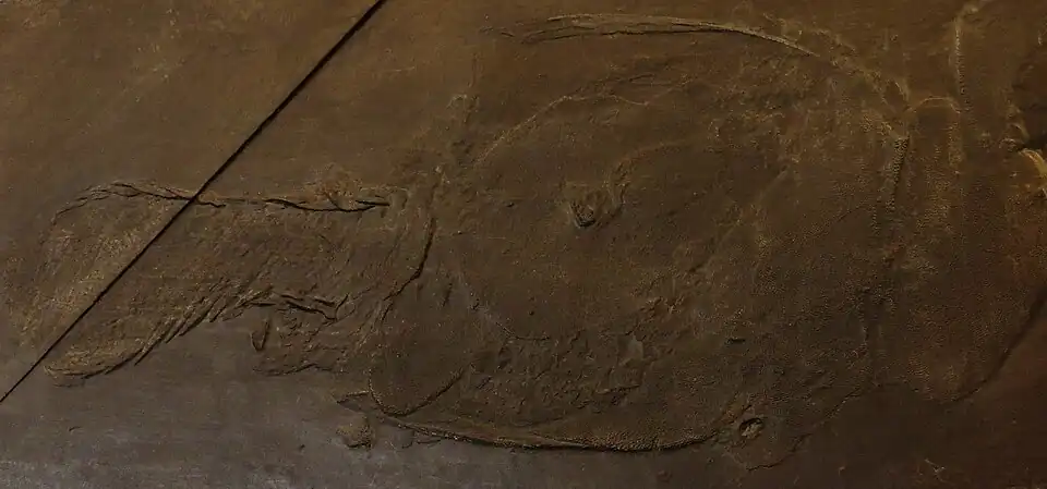 D. gemuendensis