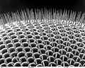 Drosophilidae compound eye