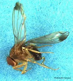 Male