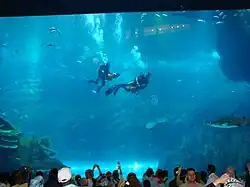 Divers