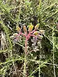 Yellow flowers, gray sepals, and a pink peduncle. Note the circinate terminal branches with budding flowers