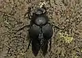Common tumblebug, Canthon pilularius
