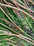 Dynaspidiotus californicus, black pine scale, Utah