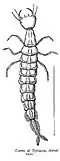 Larva