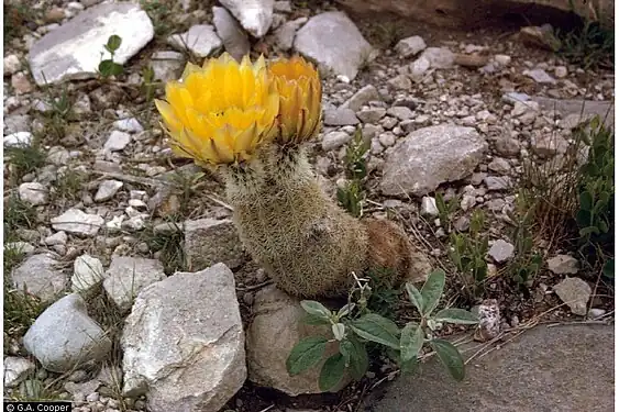 Texas Rainbow Cactus