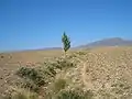 On the plateau between the north shore of Lake Issyk-Kul and the Küngöy Ala-Too Range (near Tamchy)